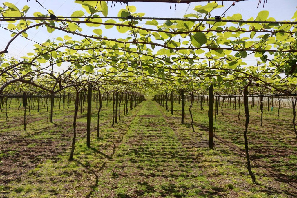 kiwifruit orchard new zealand - Garcia Contracting